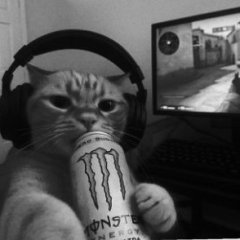 Pawcio.