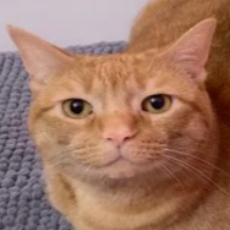 Pyzorek