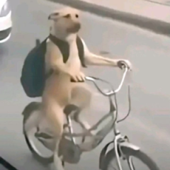 Krzychu.